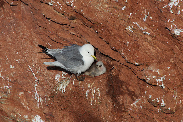 Dreizehenmöwe am Nest