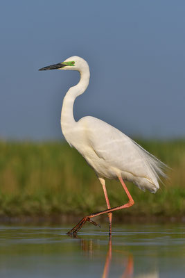 Silberreiher