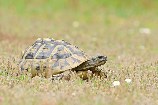Griechische Landschildkröte