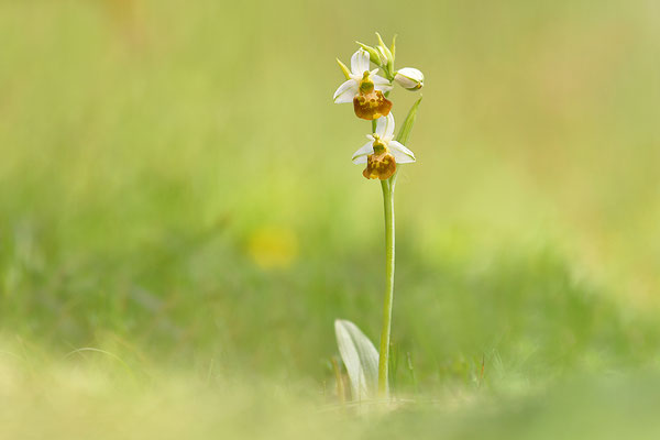 Gelbe Hummelragwurz flavescens