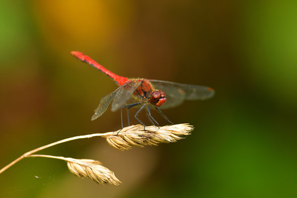 Blutrote Heidelibelle