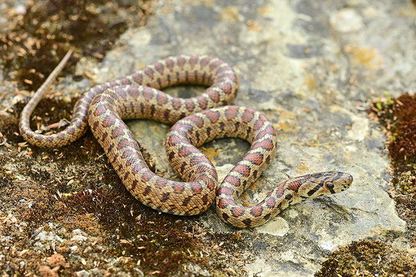 Leopardnatter