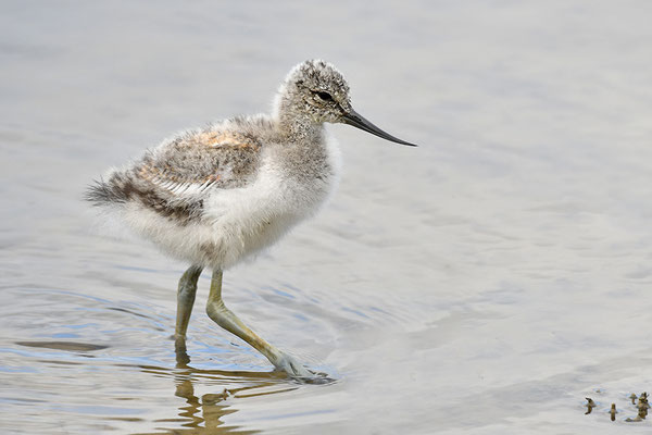 Säbelschnäbler Jungvogel