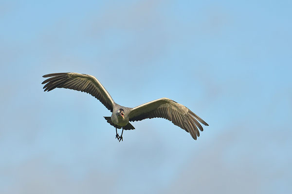 Kranich Im Flug