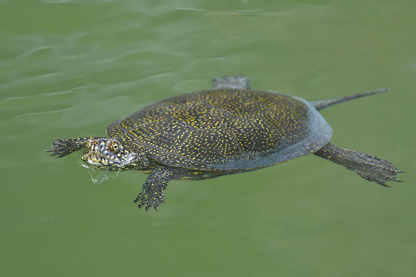 Europäische Sumpfschildkröte