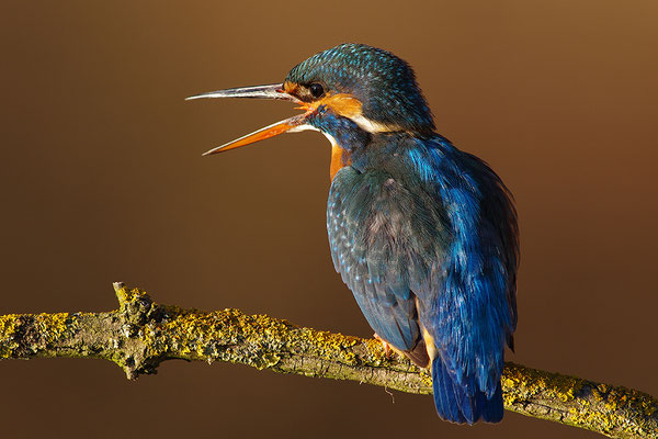 Eisvogel Weibchen