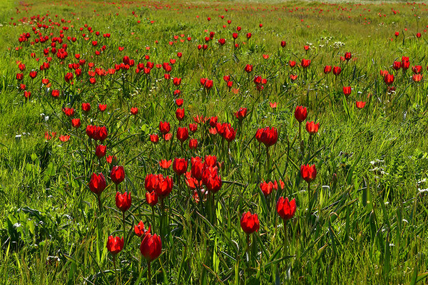 Wildtulpenfeld