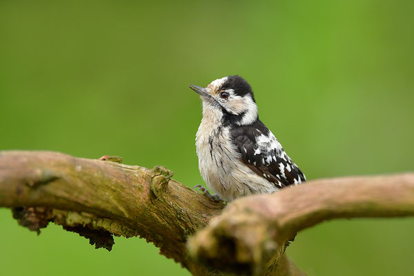 Kleinspecht Weibchen