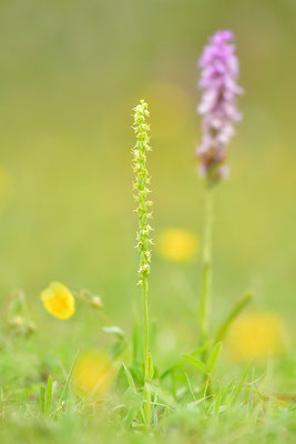 Honigorchis