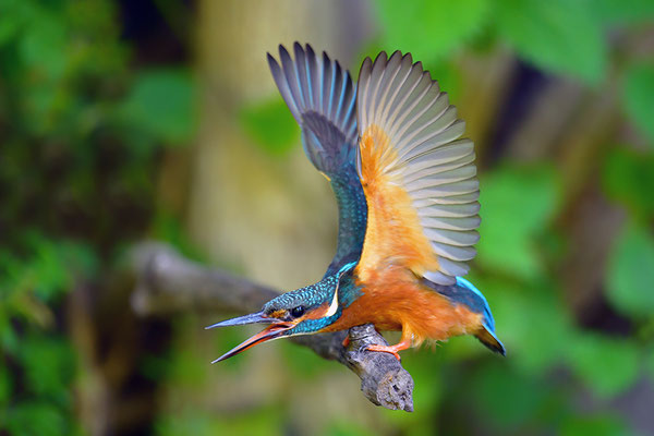 Eisvogel drohend