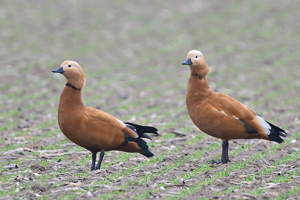 Rostgans