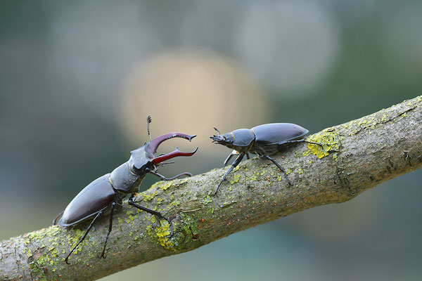 Hirschkäfer Paar