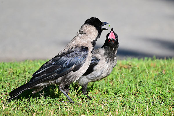 Nebelkrähe Altvogel mit Jungtier