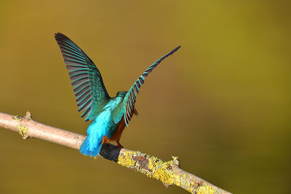 Eisvogel drohend