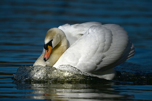 Höckerschwan