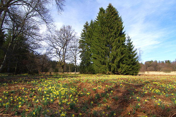 Narzissenwiese