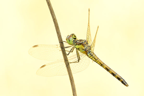 Heidelibelle