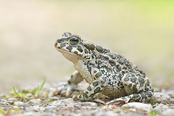 Wechselkröte