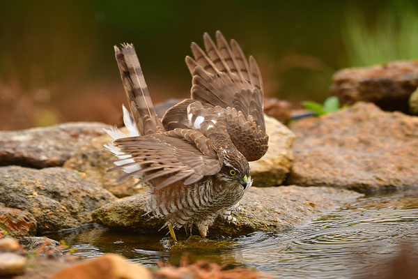 Sperber beim Baden