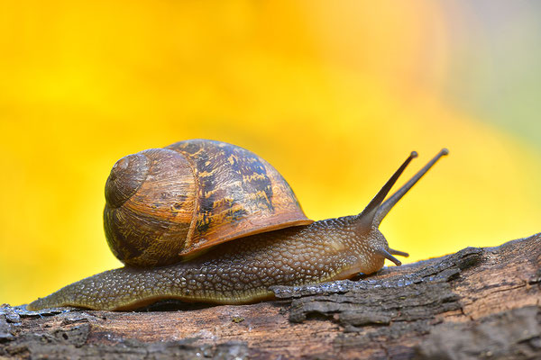 Gefleckte Weinbergschnecke