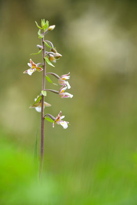 Sumpfstendelwurz