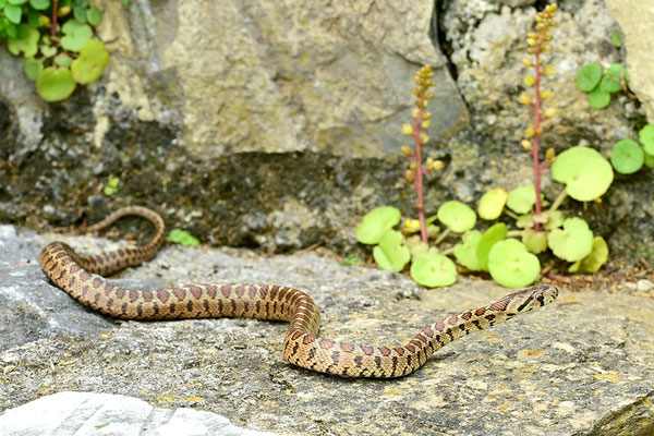 Leopardnatter