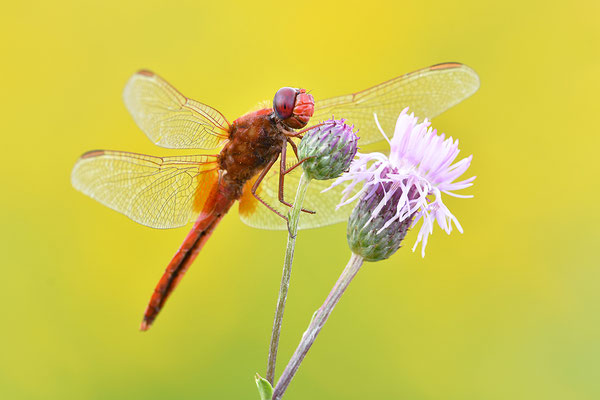 Feuerlibelle Männchen