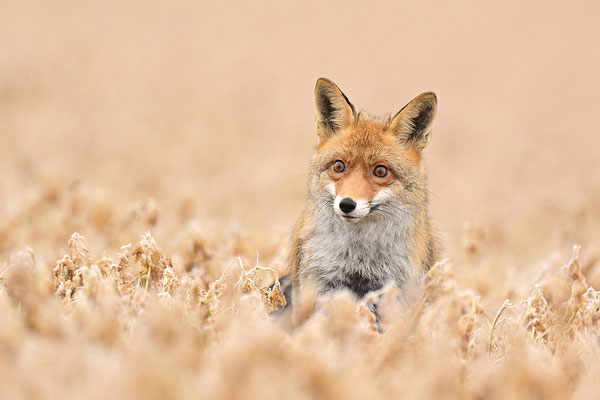 Fuchs