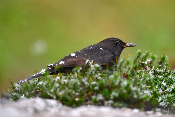 Amsel Männchen