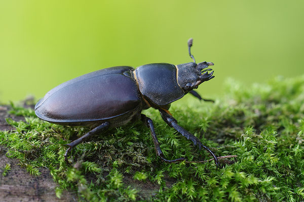 Hirschkäfer Weibchen