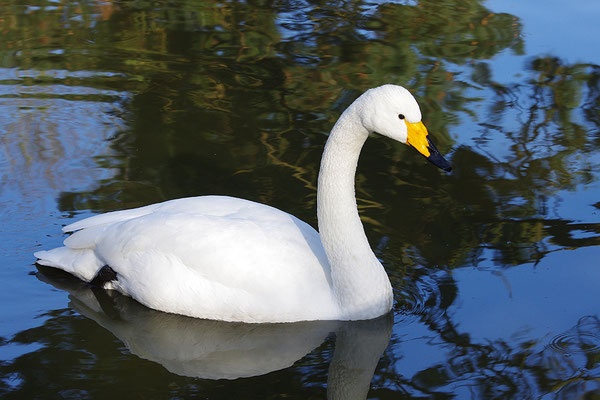 Singschwan