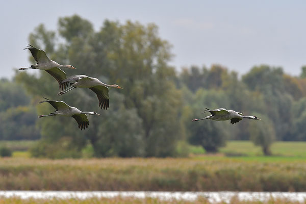 Kraniche im Flug