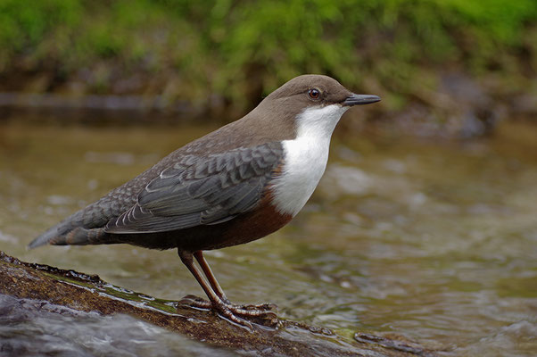 Wasseramsel