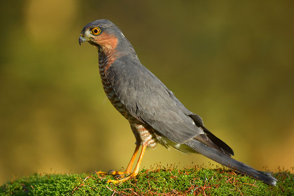 Sperber Männchen