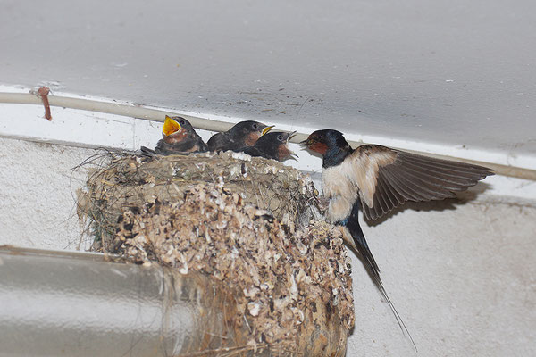 junge Rauchschwalben am Nest