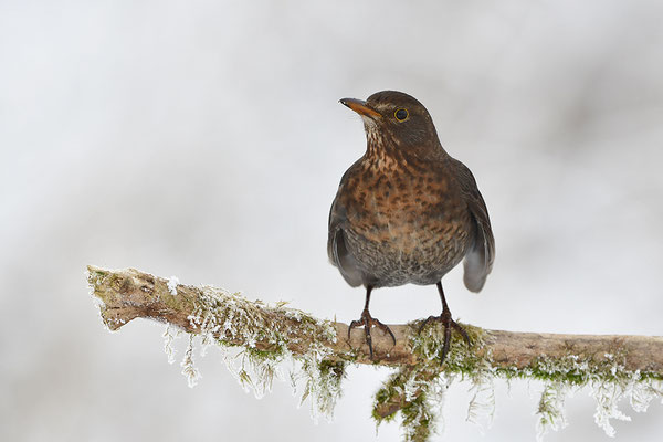 Amsel Weibchen