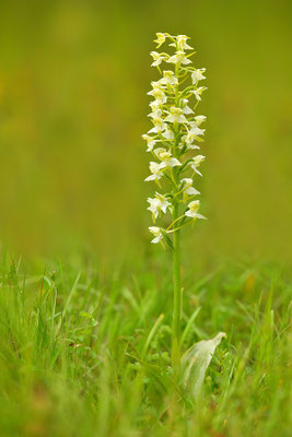 Grüne Waldhyazinthe