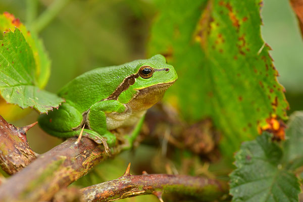 Laubfrosch