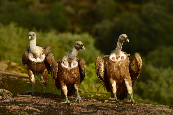 Gänsegeier