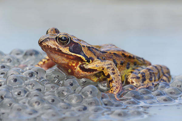 Grasfrosch auf Laich