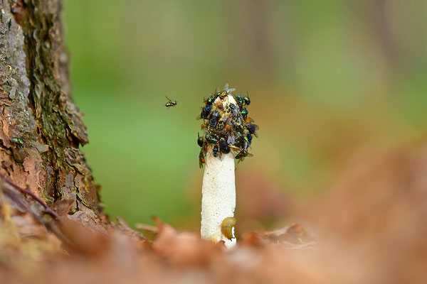 Stinkmorchel mit Fliegen