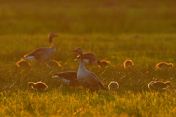 Graugänse im Abendlicht