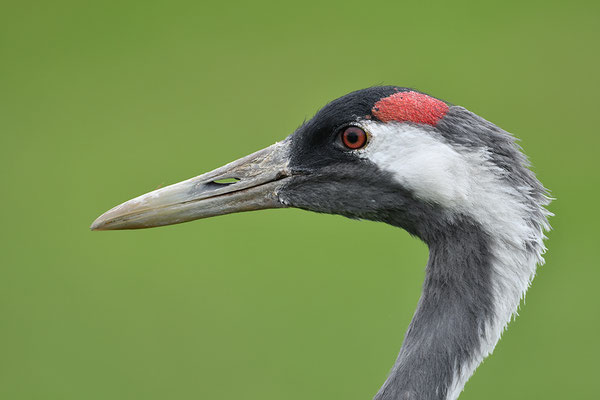 Kranich Portrait