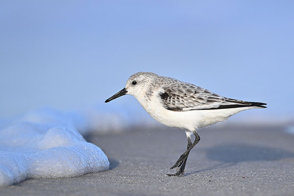 Sanderling