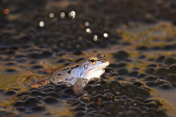 Moorfrosch