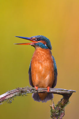 Eisvogel Weibchen