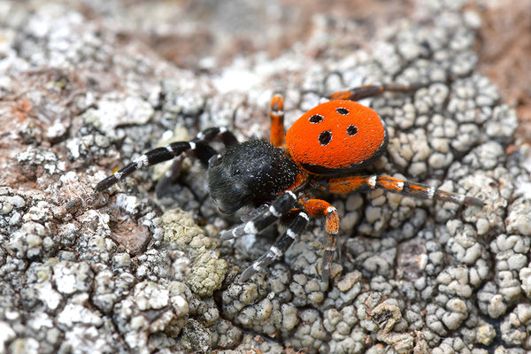 Rote Röhrenspinne, Männchen