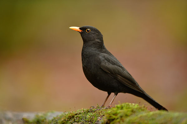 Amsel Männchen