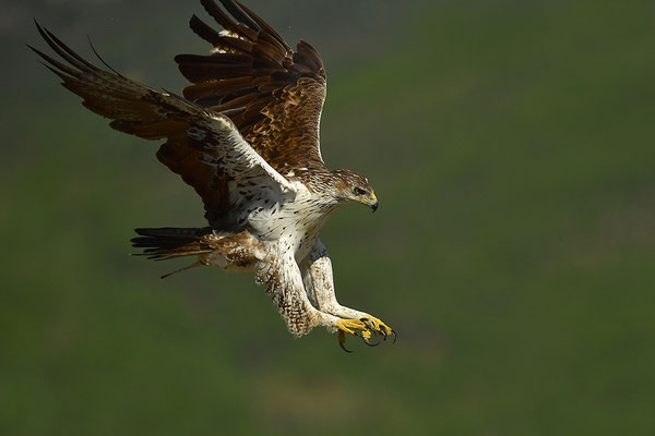Habichtsadler