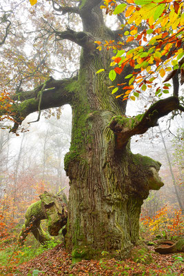 Urwald Sababurg